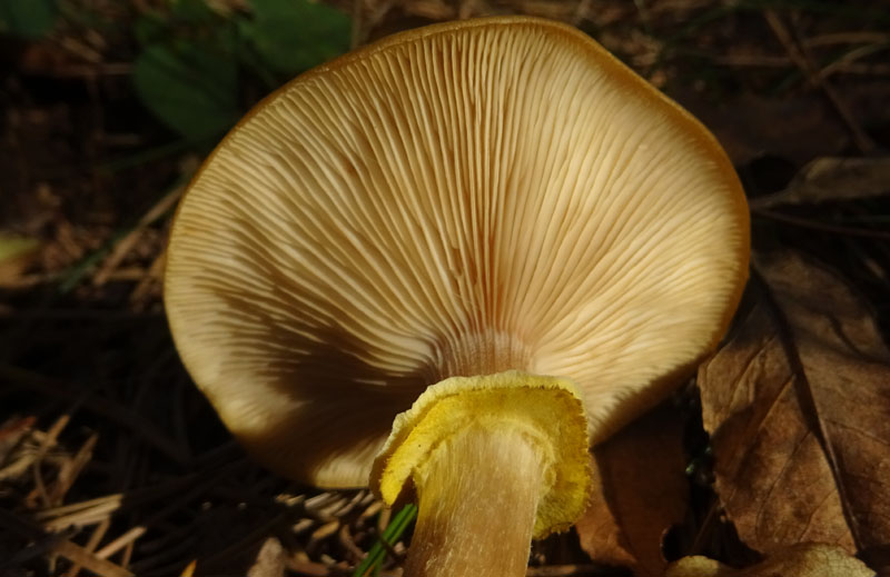 Armillaria mellea